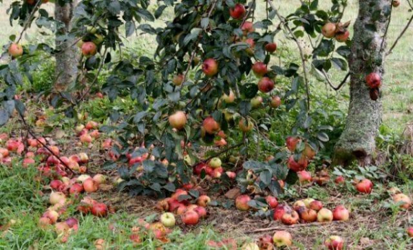 Осыпаются завязи и плоды на яблоне, сливе, вишне и других деревьях: что делать?